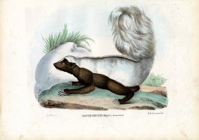 Skunk by Raimundo Petraroja
